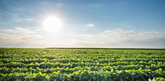 ENTREVISTA – O mundo pede o aumento da produção agrícola brasileira, afirma Roberto Rodrigues