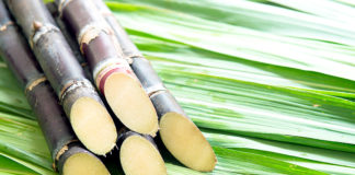 Faesp/Senar-SP oficializa criação do Centro de Excelência da Cana em Ribeirão Preto