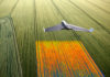 ARTIGO – Drones devem revolucionar auditoria no agronegócio