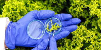 ATITUDE POSITIVA – Programa Bioinsumos: Mapa e Ipea definirão indicadores