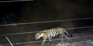 Ação pela preservação da onça-pintada no Pantanal ganha novo apoiador