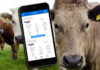 IA e blockchain são tecnologias aplicadas ao rastreamento de bovinos