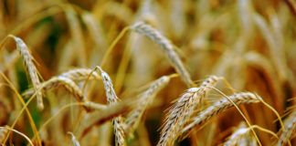 Trigo vive descompasso e aguarda correção pela Política Nacional do Trigo