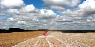 ARTIGO – Qual o impacto da calagem do solo e da suplementação de zinco para a cana-de-açúcar?