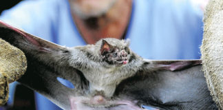 DESTAQUE – Controle da raiva dos herbívoros: São Paulo reforça ações