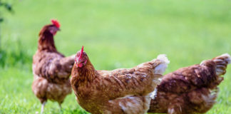 Utilização de ovos de galinhas criadas livres visa a bem-estar animal