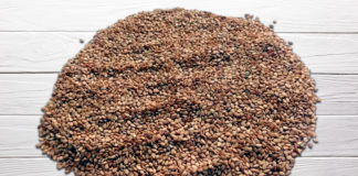 Primeira cultivar de gergelim protegida do Brasil é da Embrapa