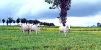 DESTAQUE – Cultivar brasileira de amendoim forrageiro da Embrapa aumenta em 46% a produtividade do rebanho