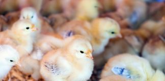 ARTIGO – Nutrição de precisão na produção de aves amplia desempenho produtivo