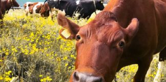 NEGÓCIOS – Cooperação técnica em produção animal entre Brasil e Índia: declaração conjunta é realidade