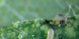 TECNOLOGIA – SPARCBio une Esalq, Fapesp e Koppert em pesquisa de controle biológico