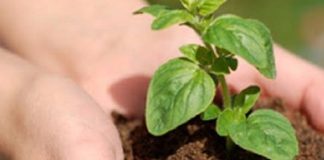 Fertilizantes orgânicos compostos: vídeo mostra benefícios e inicia série da Abisolo