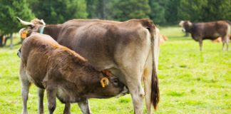 Parceria em inovação tecnológica e pesquisa com bezerros leiteiros: tema de edital do IZ-APTA