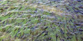 MERCADO – Peixe BR reivindica agilidade na análise de solicitação de cessão de águas da União