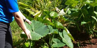 SERVIÇO – Concurso de empreendimentos inovadores de mulheres rurais tem inscrições prorrogadas até 31 de janeiro