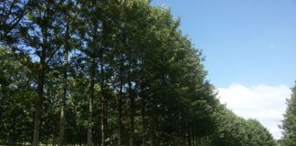 Rede ILPF cria premiação para jornalistas e profissionais do setor