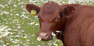 DSM comemora resultados do investimento em ruminantes