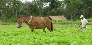 Além de altamente contagiosa, influenza equina prejudica bem-estar animal