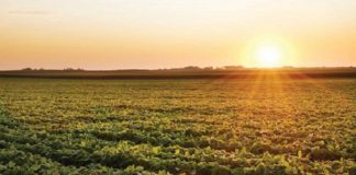 ARTIGO – A importância da utilização de fungicidas multissítio na cultura da soja