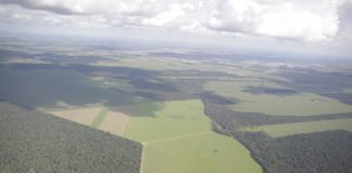 Baixa da Selic deve tornar investimento em florestas plantadas mais atraente que renda fixa, prevê consultoria