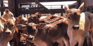 CASO DE SUCESSO – Fazenda da raça Senepol obtém resultados especiais com boas práticas no manejo