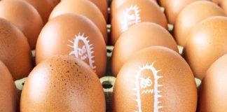 Salmonella: vacinas vivas para o controle da doença