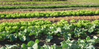 Consultor de Sementes online: dicas customizadas para diferentes formatos de hortas