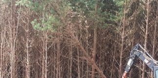 Custo da atividade florestal no Brasil perde para inflação em 2019