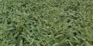 Novo inseticida a base de Dinotefuran foi destaque em diversos eventos no início do ano