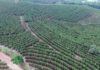 Em busca de indicação geográfica, cafeicultores do Sul de Minas lançam associação