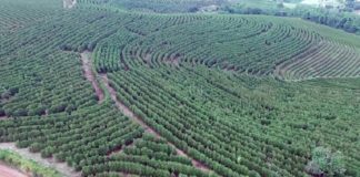 Em busca de indicação geográfica, cafeicultores do Sul de Minas lançam associação