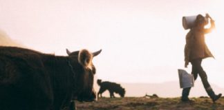 Soro de leite: Mapa abre consulta pública para regulamento técnico