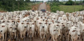 Planejamento e gestão: fundamentais ao lucro, inclusive na pecuária