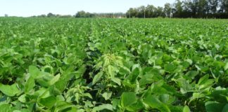 Espécie de caruru invade lavouras argentinas e ameaça Brasil