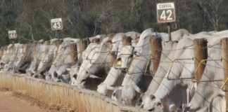 Programa de Eficiência de Carcaça: inscrições para segunda edição vão até agosto