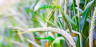 Produção de triticale obtém isenção de ICMS em São Paulo