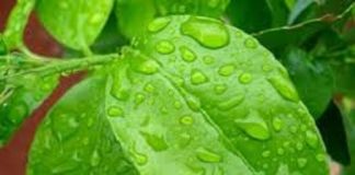 Parceria exclusiva fortalece presença de fertilizante foliar alemão no mercado brasileiro