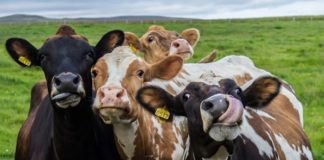 Artigo – Selos de qualidade garantem o bem-estar dos animais durante processo de produção