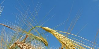 Preços do trigo no mercado mundial impactam o Brasil