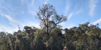 Cooperativas agrícolas abastecem São Paulo com produtos orgânicos