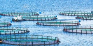 INOVAÇÃO – Desenvolvido sistema de sensoreamento de água para aquicultura