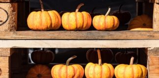 Mapa abre consulta pública para quarentena de vegetais importados e exportados