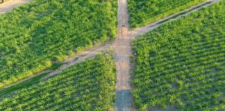 ESPECIAL – Imagens aéreas são ferramenta do Instituto Agronômico para estudo de erosão em solo em lavouras