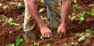 ATENÇÃO – Atividades Agrícola e Aquícola: declarações por via digital