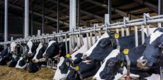 CASO DE SUCESSO – Facilitador de secagem do leite aumenta saúde de vacas, afirma veterinário de MG