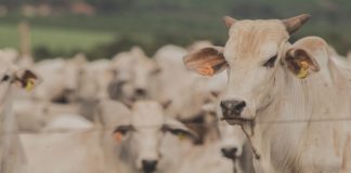 Confina Brasil mapeará mais de 1 milhão de animais