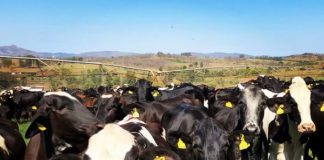 Empresas rurais: rentabilidade é afetada por taxa de prenhez, mostra IILB