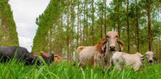 Pesquisa da Embrapa Cerrado mostra que pastar na sombram amplia produção de embriões em vacas
