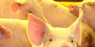 Vacina contra circovirose suína oferece cobertura contra as novas cepas