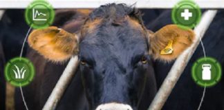 Criação de plataforma tecnológica para o setor agro é intenção do 10b Livestock